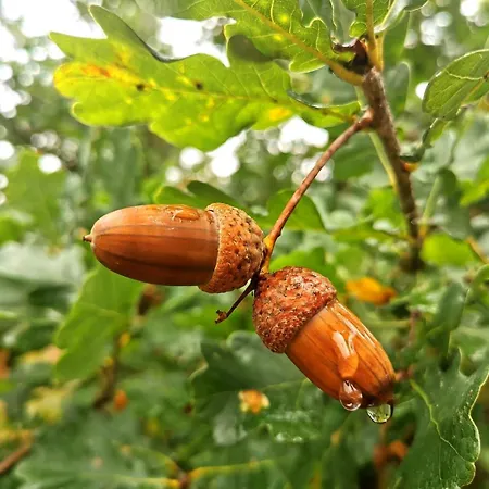 Seensucht - Am & Im Wald Mit Kamin 度假居 林多