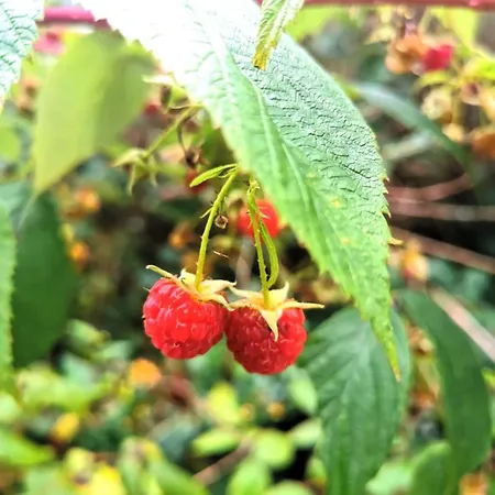 Seensucht - Am & Im Wald Mit Kamin 度假居 *