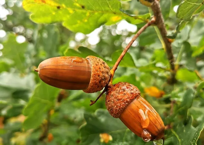 Seensucht - Am & Im Wald Mit Kamin Сasa de vacaciones Lindow